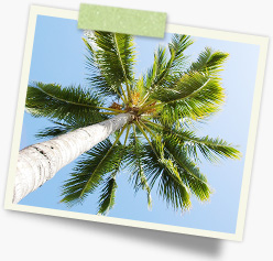 Palm Tree